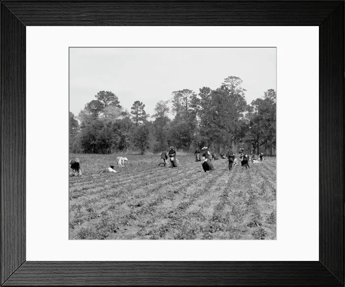 Framed Print : Picking strawberries, Charleston, S.C. c.between 1910 and 1920. Creator: Unknown Framed Print : Picking strawberries, Charleston, S.C. c.between 1910 and 1920. Creator: Unknown