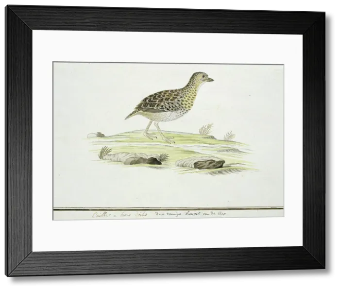 Framed Print : Turnix hottentottus (Fynbos buttonquail), c.1778. Creator: Robert Jacob Gordon Framed Print : Turnix hottentottus (Fynbos buttonquail), c.1778. Creator: Robert Jacob Gordon