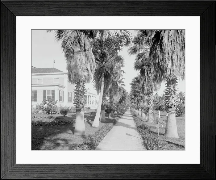 Framed Print : An Avenue of palms, Miami, Fla. c.between 1910 and 1920. Creator: Unknown Framed Print : An Avenue of palms, Miami, Fla. c.between 1910 and 1920. Creator: Unknown