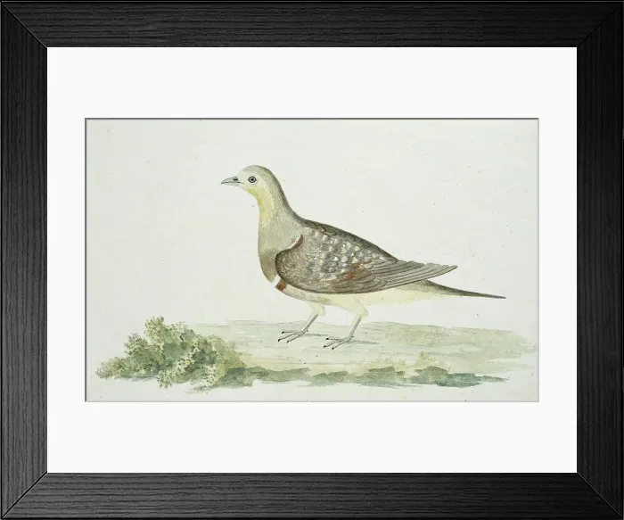 Framed Print : Pterocles namaqua (Namaqua sandgrouse), c.1778. Creator: Robert Jacob Gordon Framed Print : Pterocles namaqua (Namaqua sandgrouse), c.1778. Creator: Robert Jacob Gordon