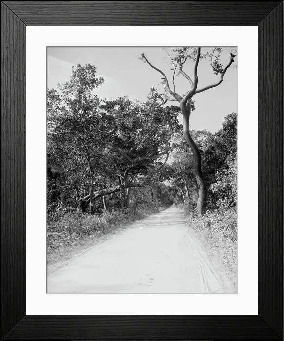 Framed Print : Jungle Road, Miami, Fla. c.between 1910 and 1920. Creator: Unknown Framed Print : Jungle Road, Miami, Fla. c.between 1910 and 1920. Creator: Unknown
