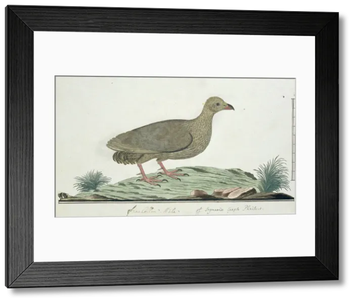 Framed Print : Francolinus capensis (Cape spurfowl or Cape francolin), c.1778. Creator: Robert Jacob Gordon Framed Print : Francolinus capensis (Cape spurfowl or Cape francolin), c.1778. Creator: Robert Jacob Gordon