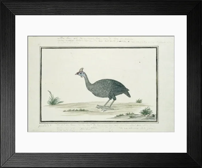 Framed Print : Numida meleagris (Helmeted guineafowl), 1778. Creator: Robert Jacob Gordon Framed Print : Numida meleagris (Helmeted guineafowl), 1778. Creator: Robert Jacob Gordon