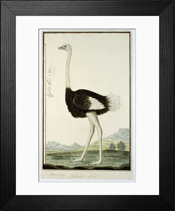 Framed Print : Struthio camelus (Ostrich), 1777-1786. Creator: Robert Jacob Gordon Framed Print : Struthio camelus (Ostrich), 1777-1786. Creator: Robert Jacob Gordon