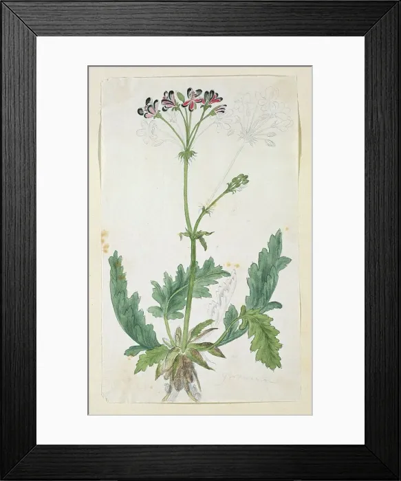 Framed Print : Pelargonium pulchellum Sims (Nonesuch pelargonium), 1777-1786. Creator: Robert Jacob Gordon Framed Print : Pelargonium pulchellum Sims (Nonesuch pelargonium), 1777-1786. Creator: Robert Jacob Gordon