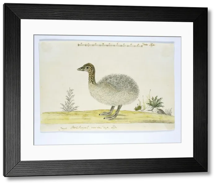Framed Print : Struthio camelus (Common ostrich), 1777-1786. Creator: Robert Jacob Gordon Framed Print : Struthio camelus (Common ostrich), 1777-1786. Creator: Robert Jacob Gordon