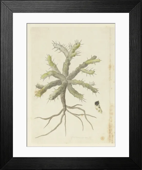 Framed Print : Monsonia Patersonii or Monsonia sp. 1777-1786. Creator: Robert Jacob Gordon Framed Print : Monsonia Patersonii or Monsonia sp. 1777-1786. Creator: Robert Jacob Gordon