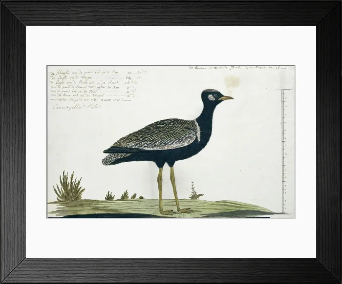 Framed Print : Afrotis afra (Southern black korhaan), 1778. Creator: Robert Jacob Gordon Framed Print : Afrotis afra (Southern black korhaan), 1778. Creator: Robert Jacob Gordon