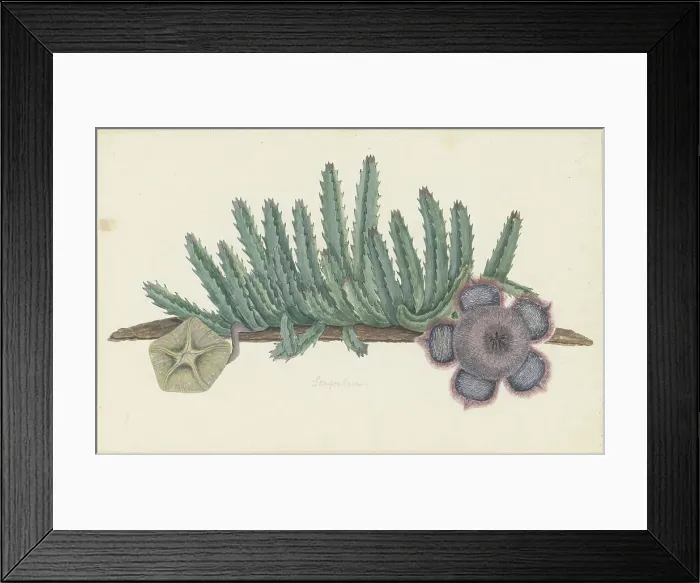 Framed Print : Orbea Verrucosa (Masson) L.C. Leach. (Stapelia hirsuta), 1777-1786. Creator: Robert Jacob Gordon Framed Print : Orbea Verrucosa (Masson) L.C. Leach. (Stapelia hirsuta), 1777-1786. Creator: Robert Jacob Gordon