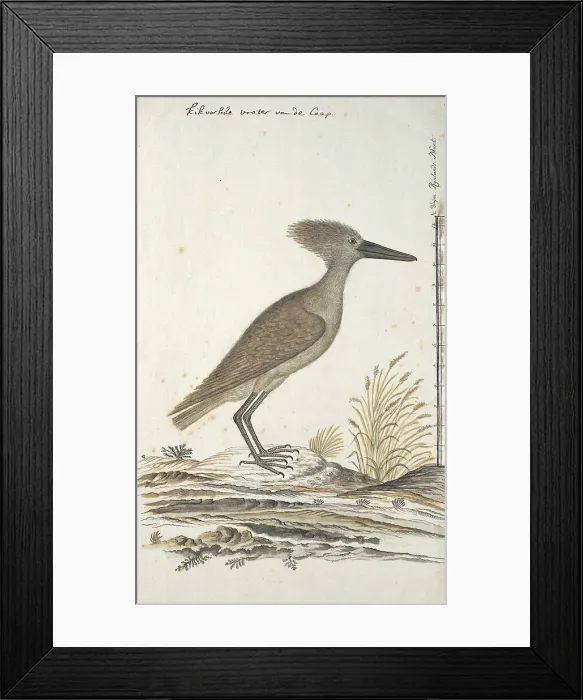 Framed Print : Scopus umbreitta (Hamerkop), 1777-1786. Creator: Robert Jacob Gordon Framed Print : Scopus umbreitta (Hamerkop), 1777-1786. Creator: Robert Jacob Gordon