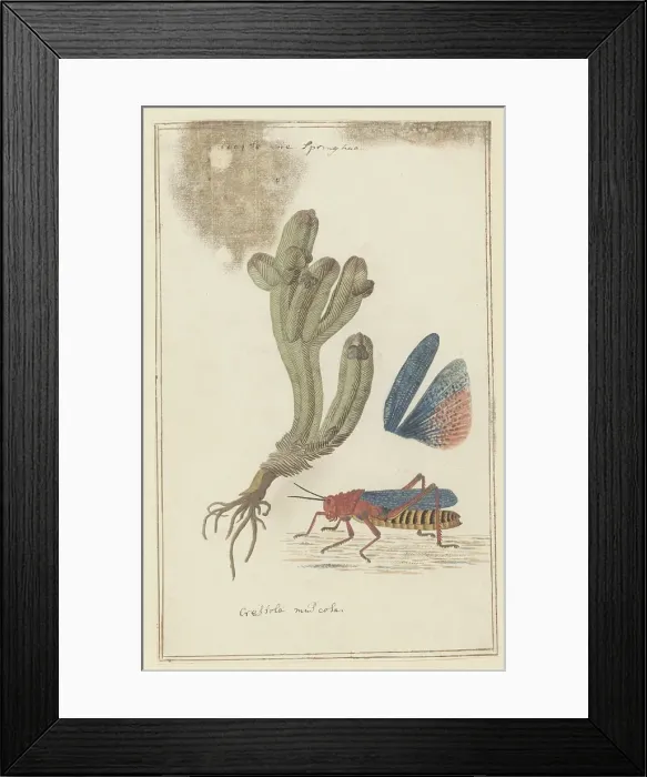 Framed Print : Crassula pyramidalis Thunb. (Pagoda mini jade) and a Dictyophorus spumans (Koppie foam...1777-1786. Creator: Robert Jacob Gordon) Framed Print : Crassula pyramidalis Thunb. (Pagoda mini jade) and a Dictyophorus spumans (Koppie foam...1777-1786. Creator: Robert Jacob Gordon)