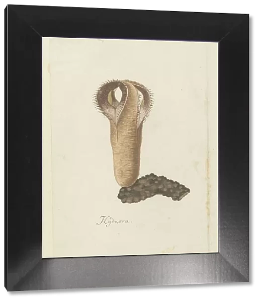Hydnora africana Thunb. (Jackal-food plant), 1777-1786. Creator: Robert Jacob Gordon