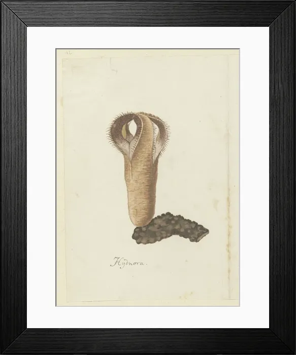 Framed Print : Hydnora africana Thunb. (Jackal-food plant), 1777-1786. Creator: Robert Jacob Gordon Framed Print : Hydnora africana Thunb. (Jackal-food plant), 1777-1786. Creator: Robert Jacob Gordon