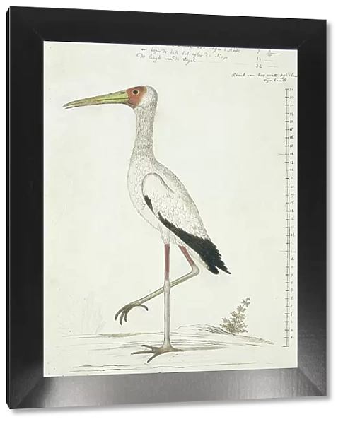 Mycteria ibis (Yellow-billed stork), 1778. Creator: Robert Jacob Gordon