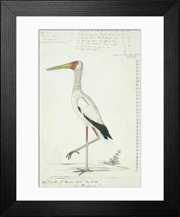 Framed Print : Mycteria ibis (Yellow-billed stork), 1778. Creator: Robert Jacob Gordon Framed Print : Mycteria ibis (Yellow-billed stork), 1778. Creator: Robert Jacob Gordon