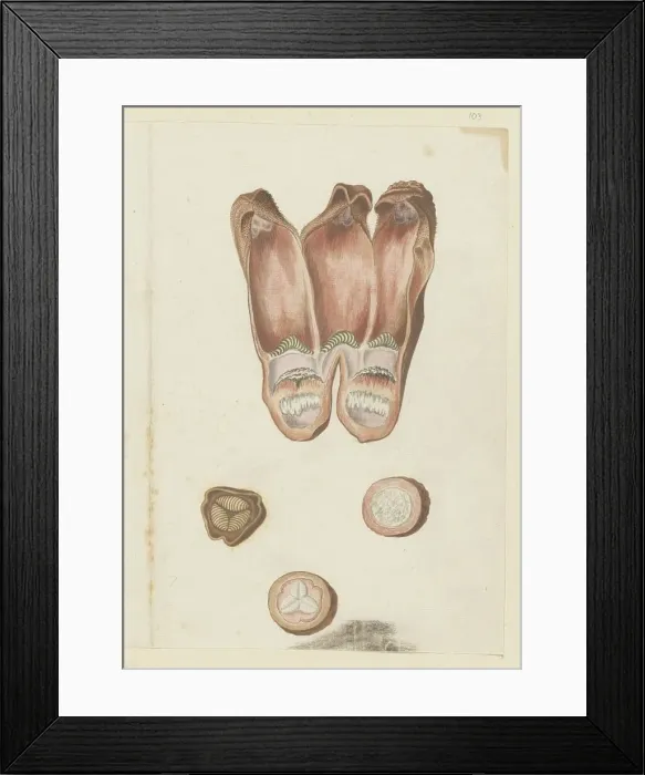 Framed Print : Hydnora africana Thunb. details (Jackal-food plant), 1777-1786. Creator: Robert Jacob Gordon Framed Print : Hydnora africana Thunb. details (Jackal-food plant), 1777-1786. Creator: Robert Jacob Gordon