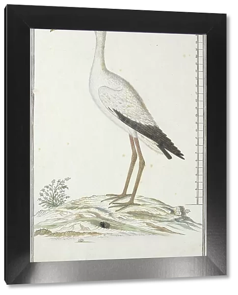 Mycteria ibis (Yellow-billed stork or Wood stork), c.1778. Creator: Robert Jacob Gordon