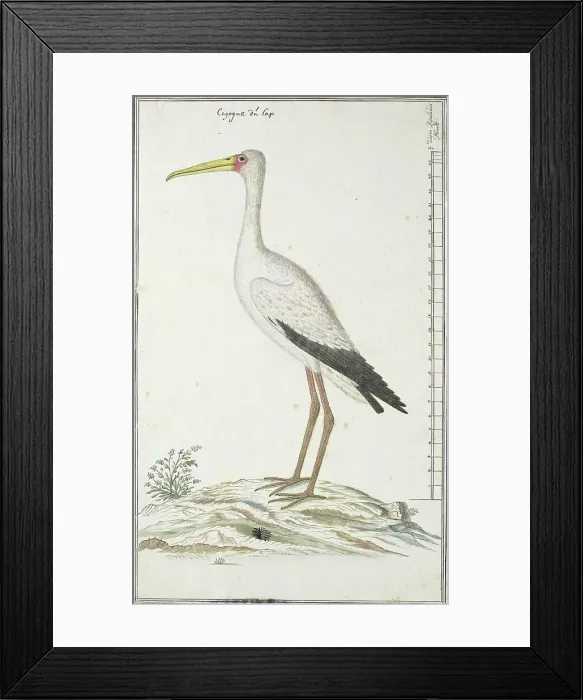 Framed Print : Mycteria ibis (Yellow-billed stork or Wood stork), c.1778. Creator: Robert Jacob Gordon Framed Print : Mycteria ibis (Yellow-billed stork or Wood stork), c.1778. Creator: Robert Jacob Gordon