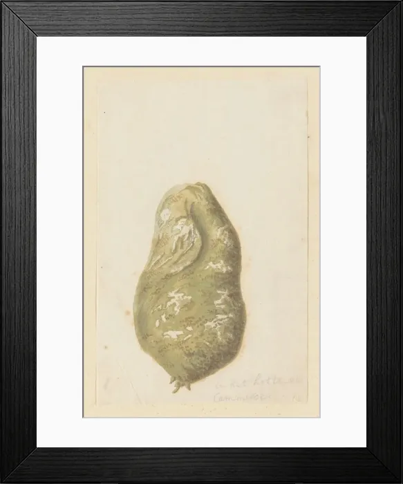 Framed Print : Hydnora africana Thunb. bulb (Jackal-food plant), 1777-1786. Creator: Robert Jacob Gordon Framed Print : Hydnora africana Thunb. bulb (Jackal-food plant), 1777-1786. Creator: Robert Jacob Gordon