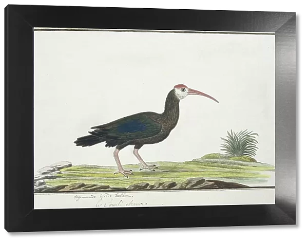 Geronticus calvus (Southern bald ibis), c.1778. Creator: Robert Jacob Gordon
