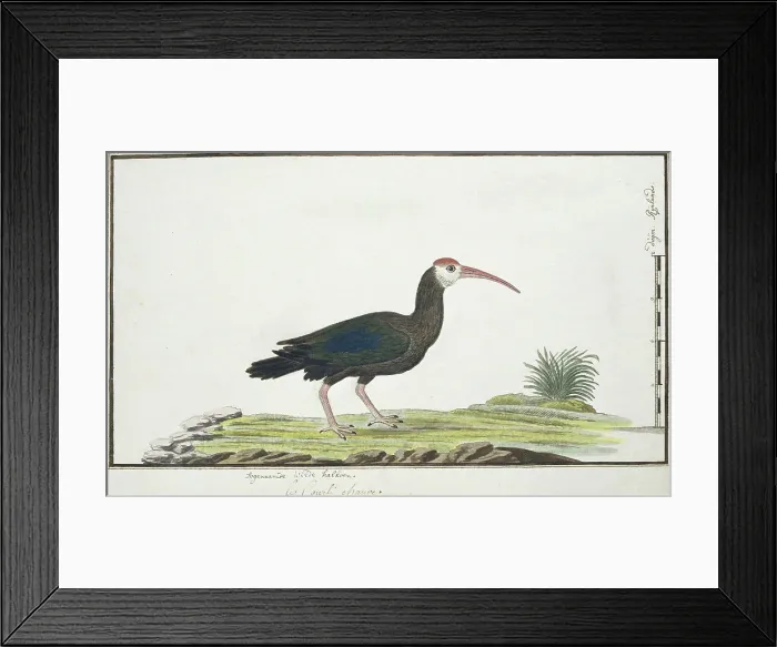 Framed Print : Geronticus calvus (Southern bald ibis), c.1778. Creator: Robert Jacob Gordon Framed Print : Geronticus calvus (Southern bald ibis), c.1778. Creator: Robert Jacob Gordon