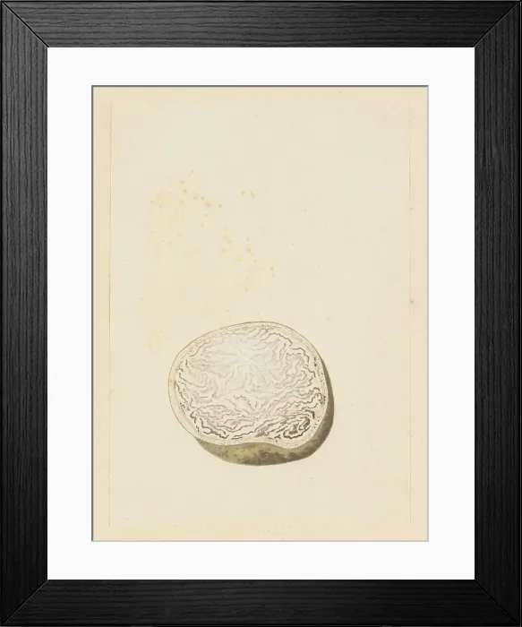 Framed Print : Hydnora africana Thunb. (Jackal-food plant), cross section, 1777-1786. Creator: Robert Jacob Gordon Framed Print : Hydnora africana Thunb. (Jackal-food plant), cross section, 1777-1786. Creator: Robert Jacob Gordon