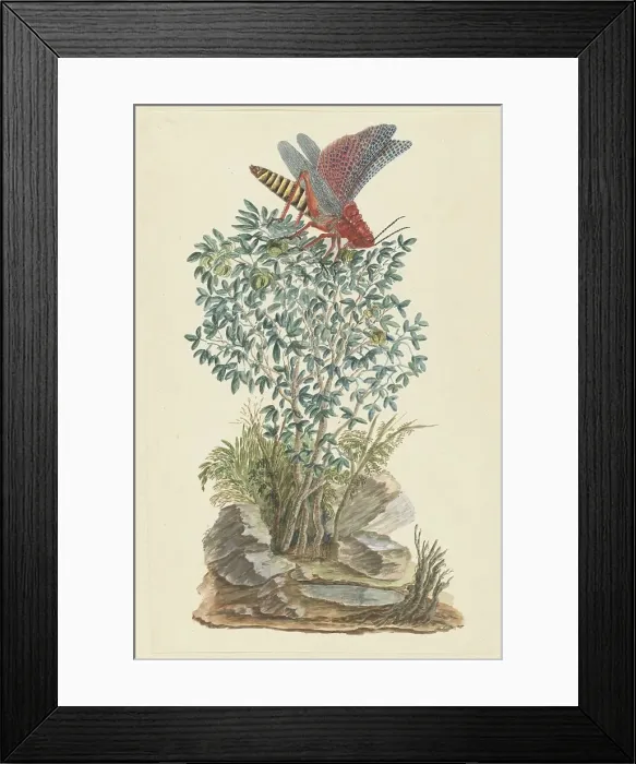 Framed Print : Dictyophorus spumans (Koppie foam grasshopper) perched on a Zygophyllum sp. (Caper bean), 1777-1786 Creator: Robert Jacob Gordon