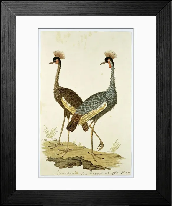 Framed Print : Balearica regulorum (Grey crowned crane), 1777-1786. Creator: Robert Jacob Gordon Framed Print : Balearica regulorum (Grey crowned crane), 1777-1786. Creator: Robert Jacob Gordon