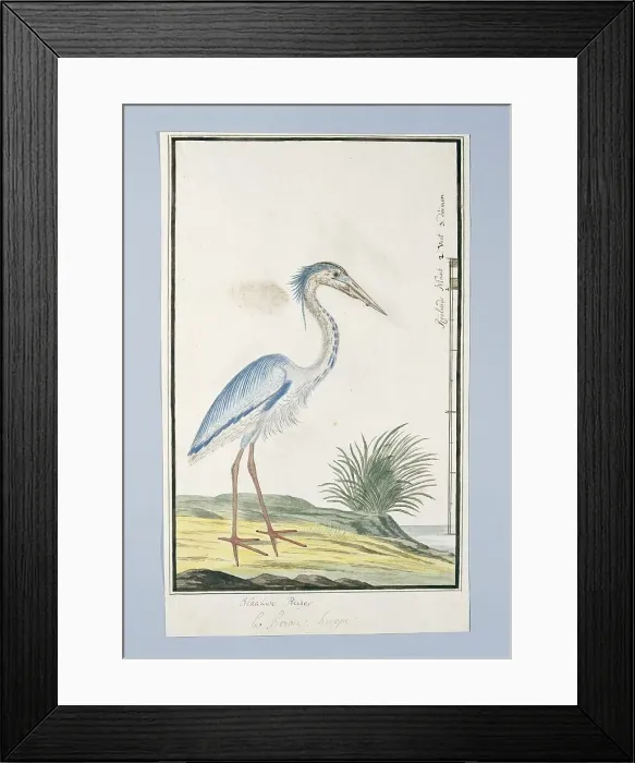 Framed Print : Ardea cincrea (Grey heron), 1777-1786. Creator: Robert Jacob Gordon Framed Print : Ardea cincrea (Grey heron), 1777-1786. Creator: Robert Jacob Gordon