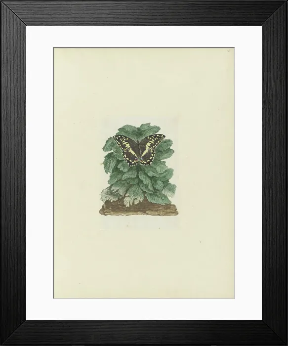 Framed Print : Papilio demodocus (Citrus or Christmas butterfly) on an unidentified plant, 1777-1786. Creator: Robert Jacob Gordon Framed Print : Papilio demodocus (Citrus or Christmas butterfly) on an unidentified plant, 1777-1786. Creator: Robert Jacob Gordon