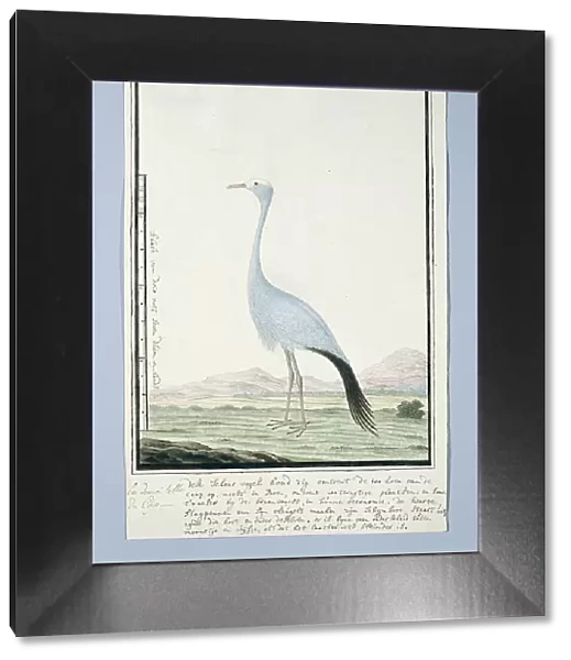 Anthropoides paradisea (Blue crane or Stanley crane), 1777-1786. Creator: Robert Jacob Gordon