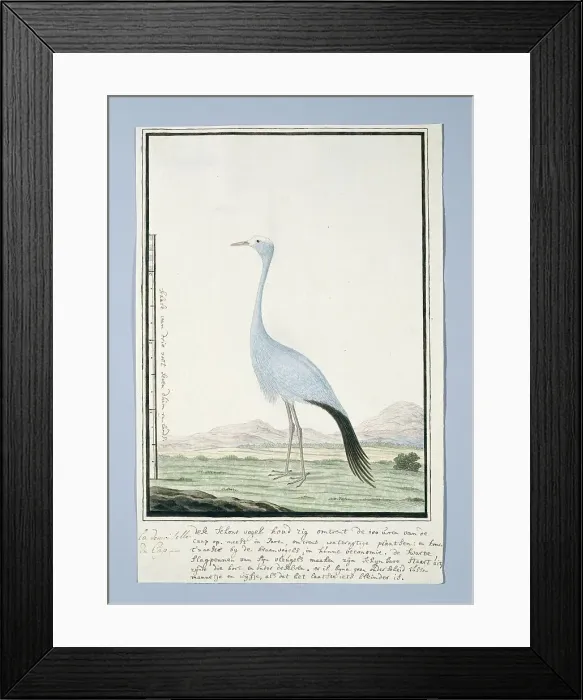 Framed Print : Anthropoides paradisea (Blue crane or Stanley crane), 1777-1786. Creator: Robert Jacob Gordon Framed Print : Anthropoides paradisea (Blue crane or Stanley crane), 1777-1786. Creator: Robert Jacob Gordon