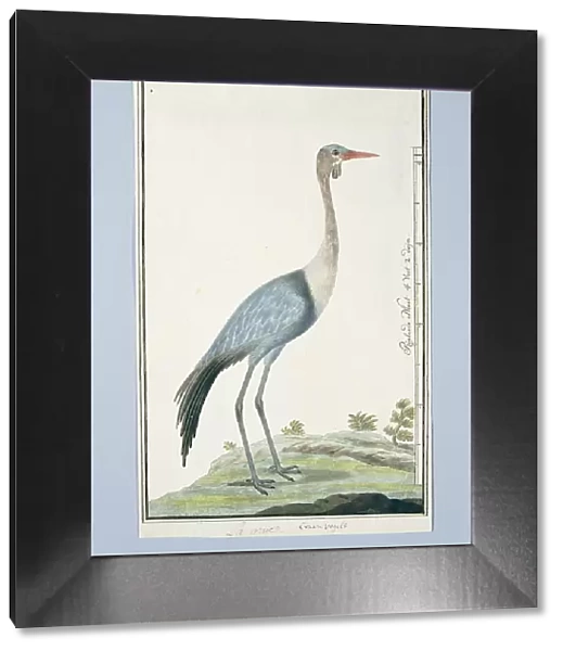 Grus carunculatus /  Bugeranus carunculatus (Wattled crane, 1777-1786. Creator: Robert Jacob Gordon)