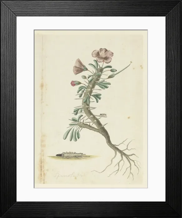 Framed Print : Monsonia Patersonii, 1777-1786. Creator: Robert Jacob Gordon Framed Print : Monsonia Patersonii, 1777-1786. Creator: Robert Jacob Gordon