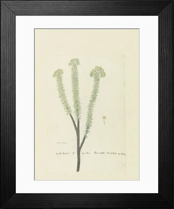 Framed Print : Euryops lateriflorus (L.f.) DC. (Cape gumtree), 1777-1786. Creator: Robert Jacob Gordon Framed Print : Euryops lateriflorus (L.f.) DC. (Cape gumtree), 1777-1786. Creator: Robert Jacob Gordon
