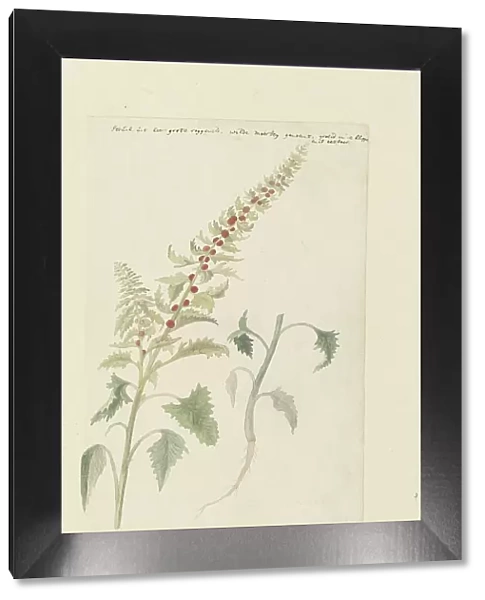 Chenopodium foliosum Aschers, formerly Blitum vergatum (Leafy goosefoot), 1778-1786. Creator: Robert Jacob Gordon