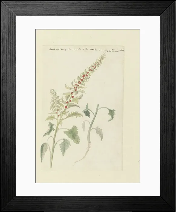 Framed Print : Chenopodium foliosum Aschers, formerly Blitum vergatum (Leafy goosefoot), 1778-1786. Creator: Robert Jacob Gordon Framed Print : Chenopodium foliosum Aschers, formerly Blitum vergatum (Leafy goosefoot), 1778-1786. Creator: Robert Jacob Gordon