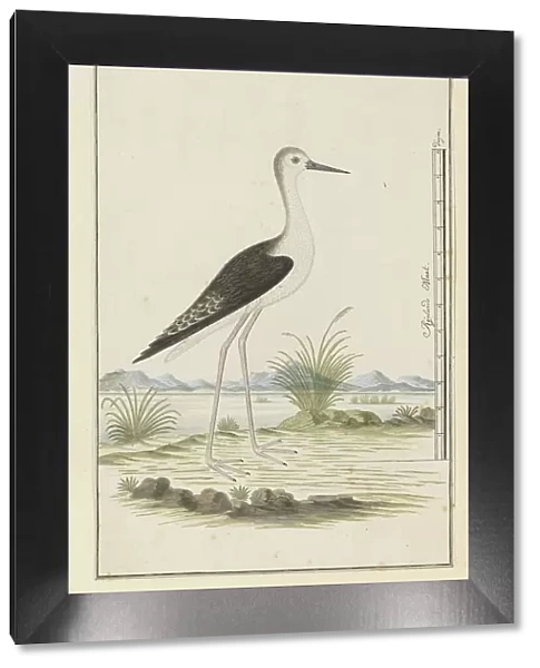 Himantopus himantopus ? (Black-winged stilt), 1777-1786. Creator: Robert Jacob Gordon