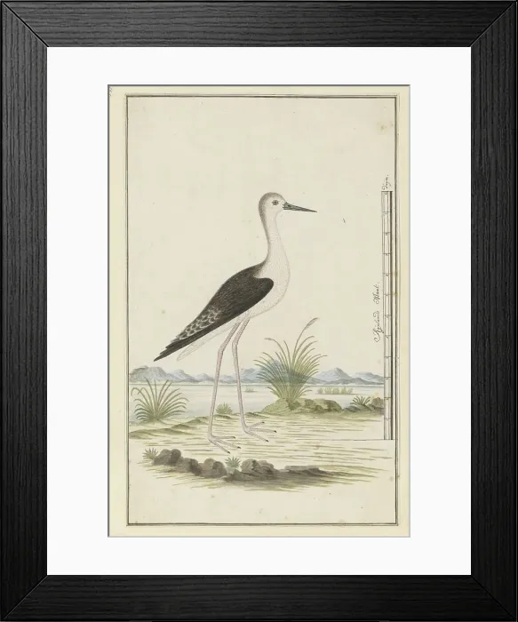 Framed Print : Himantopus himantopus ? (Black-winged stilt), 1777-1786. Creator: Robert Jacob Gordon