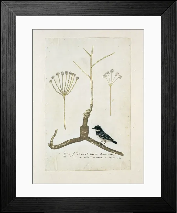 Framed Print : Apiacea or Umbeliffera, 1777-1786. Creator: Robert Jacob Gordon Framed Print : Apiacea or Umbeliffera, 1777-1786. Creator: Robert Jacob Gordon