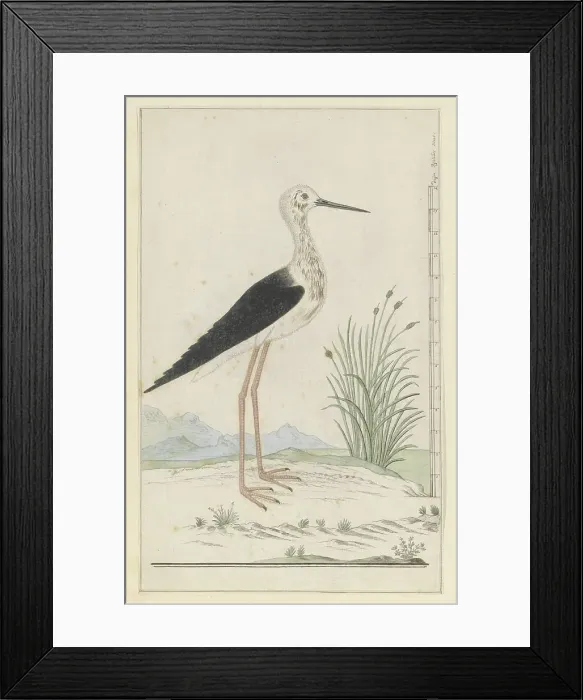 Framed Print : Himantopus himantopus (Black-winged stilt), 1777-1786. Creator: Robert Jacob Gordon Framed Print : Himantopus himantopus (Black-winged stilt), 1777-1786. Creator: Robert Jacob Gordon