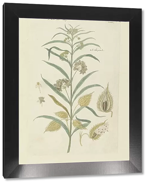 Gomphocarpus fruticosus, formerly Asclepias fruticosa (Tennis-ball milkweed), 1778-1780. Creator: Robert Jacob Gordon