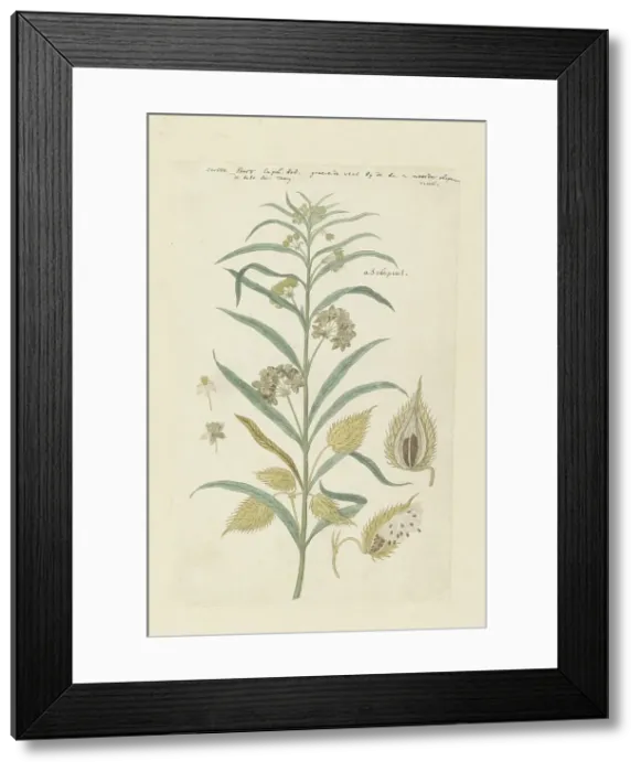 Framed Print : Gomphocarpus fruticosus, formerly Asclepias fruticosa (Tennis-ball milkweed), 1778-1780. Creator: Robert Jacob Gordon Framed Print : Gomphocarpus fruticosus, formerly Asclepias fruticosa (Tennis-ball milkweed), 1778-1780. Creator: Robert Jacob Gordon