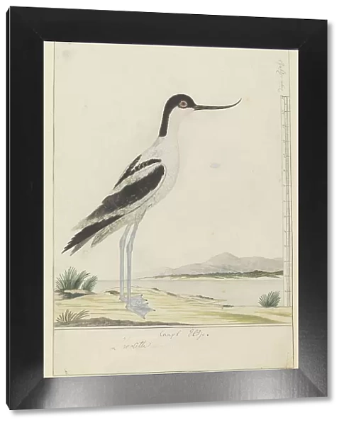 Recurvirostra avosetta (pied avocet), 1777-1786. Creator: Robert Jacob Gordon