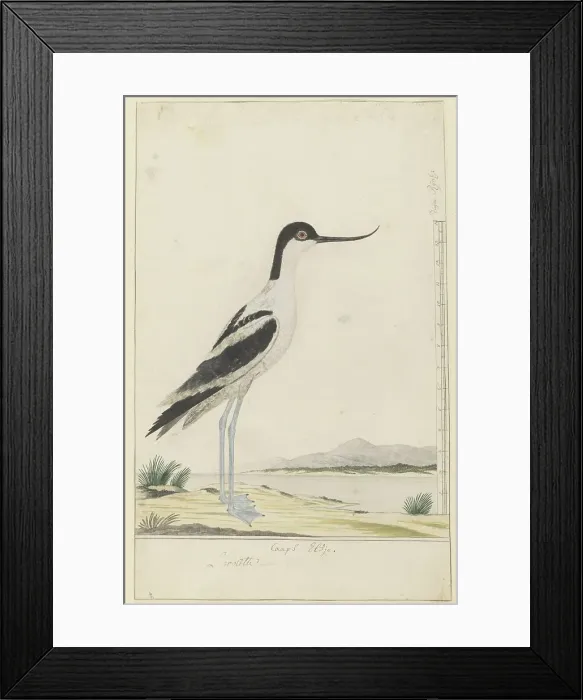 Framed Print : Recurvirostra avosetta (pied avocet), 1777-1786. Creator: Robert Jacob Gordon Framed Print : Recurvirostra avosetta (pied avocet), 1777-1786. Creator: Robert Jacob Gordon