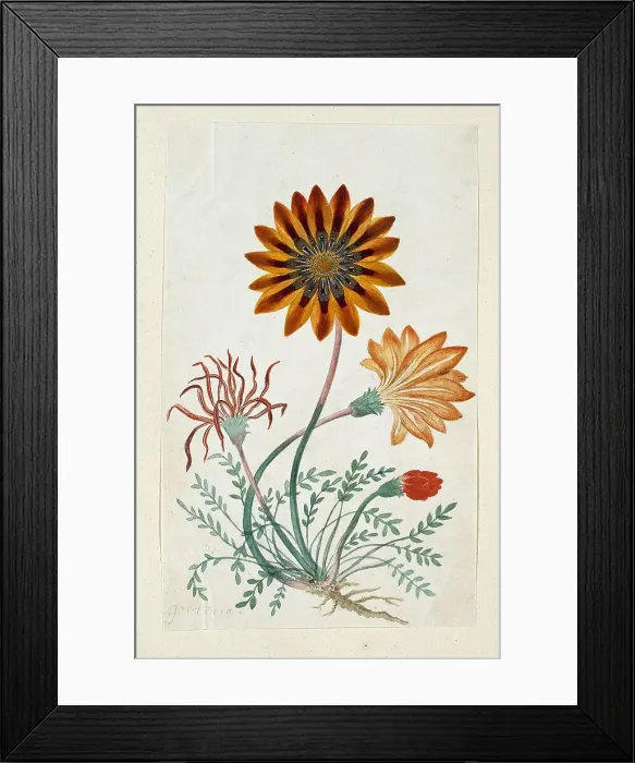 Framed Print : Gorteria Diffusa, 1777-1786. Creator: Robert Jacob Gordon Framed Print : Gorteria Diffusa, 1777-1786. Creator: Robert Jacob Gordon