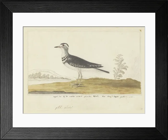 Framed Print : Charadrius tricollaris (Three-banded sandplover), 1777-1786. Creator: Robert Jacob Gordon Framed Print : Charadrius tricollaris (Three-banded sandplover), 1777-1786. Creator: Robert Jacob Gordon