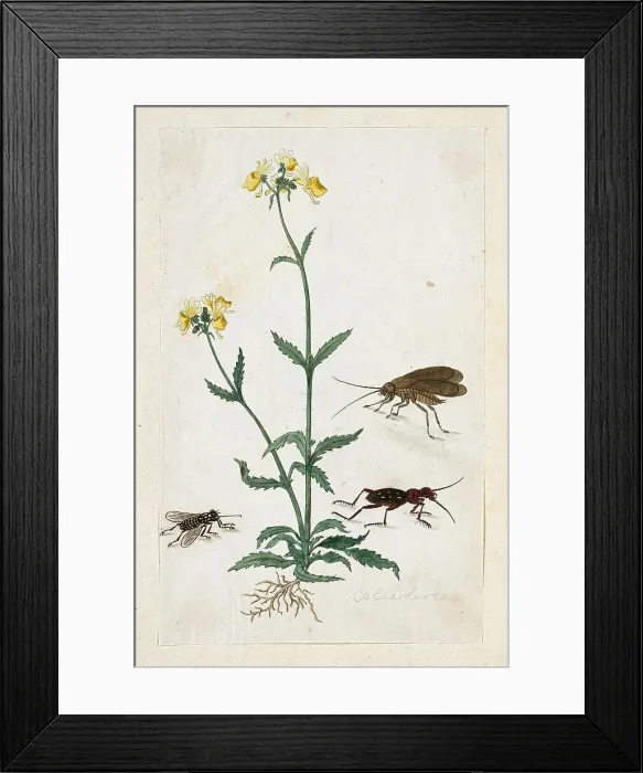 Framed Print : Calceolaria with three insects (Slipperwort), 1777-1786. Creator: Robert Jacob Gordon Framed Print : Calceolaria with three insects (Slipperwort), 1777-1786. Creator: Robert Jacob Gordon