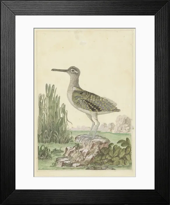 Framed Print : Rostratula benghalensis (Greater painted-snipe), 1777-1786. Creator: Robert Jacob Gordon Framed Print : Rostratula benghalensis (Greater painted-snipe), 1777-1786. Creator: Robert Jacob Gordon