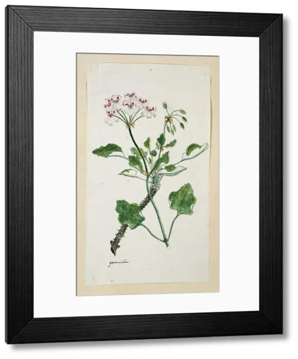 Framed Print : Pelargonium echinatum W. Curtis (Prickly-stemmed pelargonium), 1777-1786. Creator: Robert Jacob Gordon Framed Print : Pelargonium echinatum W. Curtis (Prickly-stemmed pelargonium), 1777-1786. Creator: Robert Jacob Gordon